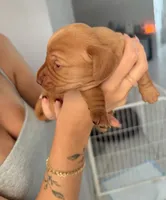 Copper, a male Miniature Dachshund for sale in Stuart, FL – 3 of 7