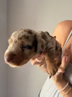 Knox, a male Miniature Dachshund for sale in Stuart, FL – 4 of 10