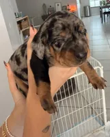 Steel, a male Miniature Dachshund for sale in Stuart, FL – 5 of 9