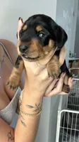 Bear, a male Miniature Dachshund for sale in Stuart, FL – 4 of 8