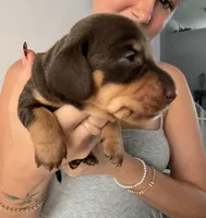 Rolo, a male Miniature Dachshund for sale in Stuart, FL – 3 of 5