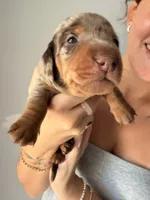 Knox, a male Miniature Dachshund for sale in Stuart, FL – 6 of 10