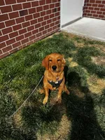 Lola, a female Golden Retriever for sale in Joplin, MO – 5 of 5