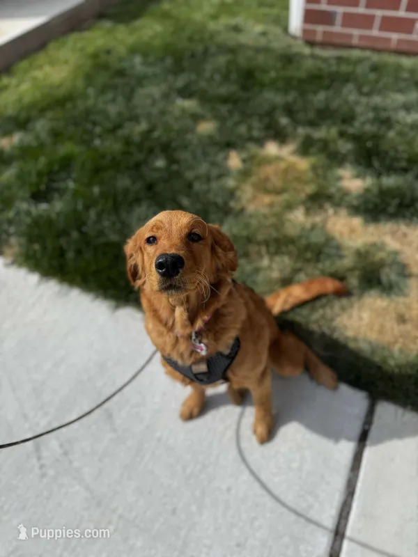 Lola – Golden Retriever puppy for sale in Joplin, MO