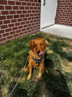Lola, a female Golden Retriever for sale in Joplin, MO – 2 of 5