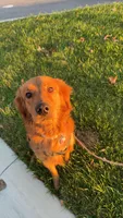 Lola, a female Golden Retriever for sale in Joplin, MO – 4 of 5