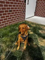 Lola, a female Golden Retriever for sale in Joplin, MO – 3 of 5