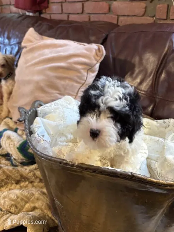AKC PUPPY – Poodle - Toy  puppy for sale in Point Pleasant Beach, NJ
