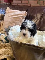 AKC PUPPY, a male Poodle - Toy  for sale in Point Pleasant Beach, NJ – 1 of 1