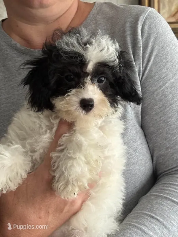 AKC PUPPY – Poodle - Toy  puppy for sale in Point Pleasant Beach, NJ