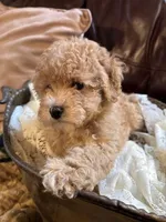 AKC PUPPY, a male Poodle - Toy  for sale in Point Pleasant Beach, NJ – 1 of 1