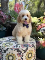 F1B Laken, a male Cavapoo for sale in Mayfield, KY – 9 of 10
