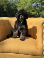 AKC Winston , a male Poodle - Multi-Colored Standard for sale in Mayfield, KY – 2 of 10