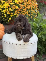 Charlie, a male Cockapoo for sale in Mayfield, KY – 4 of 10