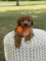 Alex, a male Miniature Goldendoodle for sale in Mayfield, KY – 6 of 10
