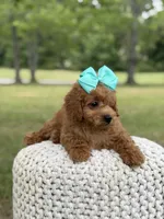 Aurora, a female Miniature Goldendoodle for sale in Mayfield, KY – 5 of 10