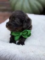 Green bow, a male Cavapoo for sale in Mayfield, KY – 3 of 10
