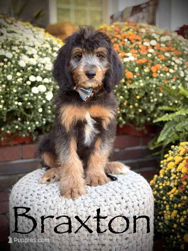 F1B Braxton – Bernedoodle puppy for sale in Mayfield, KY