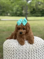 Aurora, a female Miniature Goldendoodle for sale in Mayfield, KY – 2 of 10