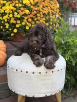 Charlie, a male Cockapoo for sale in Mayfield, KY – 9 of 10