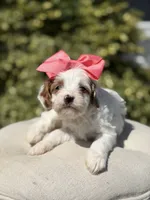 Dolly, a female Cavapoo for sale in Mayfield, KY – 9 of 10