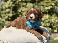 Duke, a male Cavapoo for sale in Mayfield, KY – 7 of 10