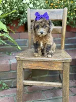 Tinsley, a female Shihpoo for sale in Mayfield, KY – 7 of 10
