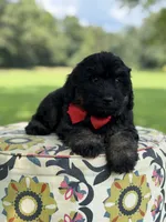 F1Tucker, a male Bernedoodle for sale in Mayfield, KY – 3 of 10