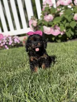 F1 Ashlyn, a female Cavapoo for sale in Mayfield, KY – 4 of 8