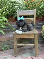 Tally, a female Shihpoo for sale in Mayfield, KY – 9 of 10
