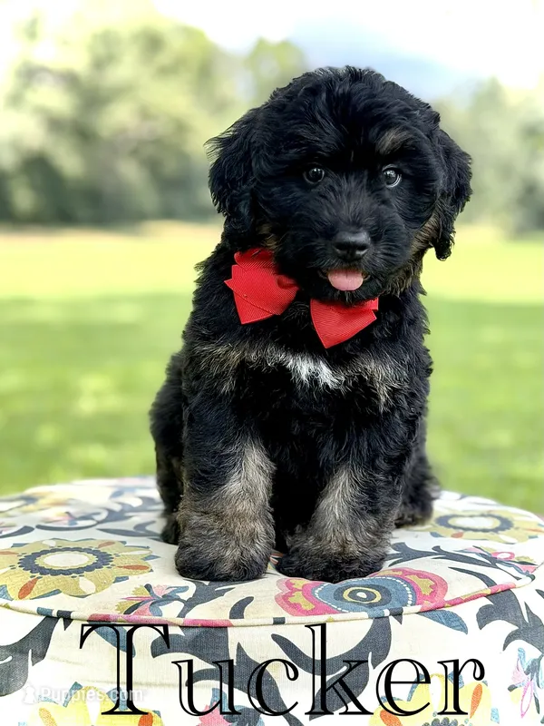 F1Tucker – Bernedoodle puppy for sale in Mayfield, KY