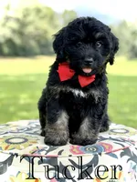F1Tucker, a male Bernedoodle for sale in Mayfield, KY – 1 of 10