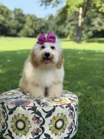 Nelly, a female Miniature Goldendoodle for sale in Mayfield, KY – 9 of 10