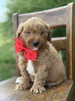 Boomer , a male Miniature Goldendoodle for sale in Mayfield, KY – 3 of 4