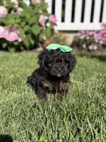 F1 Abby, a female Cavapoo for sale in Mayfield, KY – 3 of 6