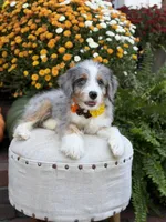 F1 Violet, a female Bernedoodle for sale in Mayfield, KY – 7 of 10