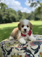 F1B Lincoln, a male Cavapoo for sale in Mayfield, KY – 9 of 10