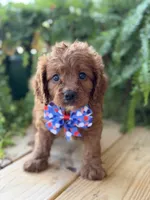F1 Clark, a male Cavapoo for sale in Mayfield, KY – 7 of 10