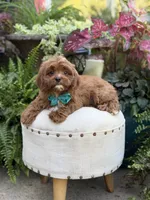 Rhett , a male Cavapoo for sale in Mayfield, KY – 10 of 10
