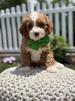 F1 Jasper, a male Cavapoo for sale in Mayfield, KY – 5 of 7