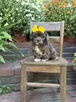 Tessa, a female Shihpoo for sale in Mayfield, KY – 10 of 10