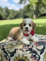 F1B Lincoln, a male Cavapoo for sale in Mayfield, KY – 10 of 10