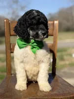 AKC Wilson , a male Poodle - Multi-Colored Standard for sale in Mayfield, KY – Photo 7 of 10