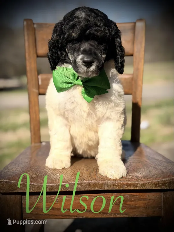 AKC Wilson  – Poodle - Multi-Colored Standard puppy for sale in Mayfield, KY