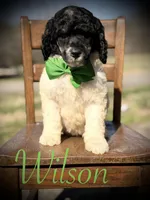 AKC Wilson , a male Poodle - Multi-Colored Standard for sale in Mayfield, KY – Photo 1 of 10