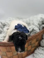 AKC Navy Tri color, a male Poodle - Multi-Colored Standard for sale in Mayfield, KY – Photo 2 of 6