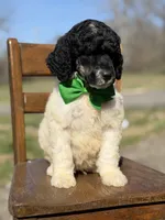 AKC Wilson , a male Poodle - Multi-Colored Standard for sale in Mayfield, KY – Photo 8 of 10