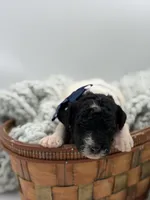 AKC Navy Tri color, a male Poodle - Multi-Colored Standard for sale in Mayfield, KY – Photo 4 of 6