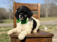 AKC Wilson , a male Poodle - Multi-Colored Standard for sale in Mayfield, KY – Photo 5 of 10