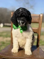 AKC Wilson , a male Poodle - Multi-Colored Standard for sale in Mayfield, KY – Photo 3 of 10